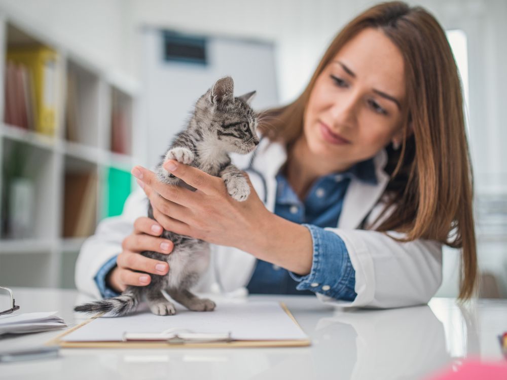 Female veterinarian working with a kitten