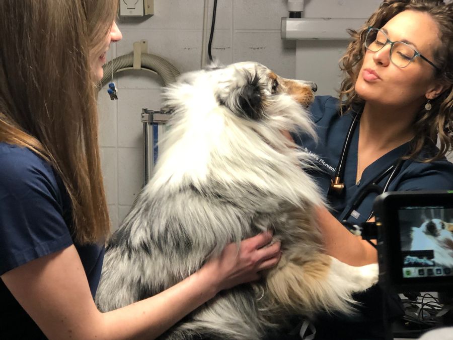 Veterinary Team working with a dog