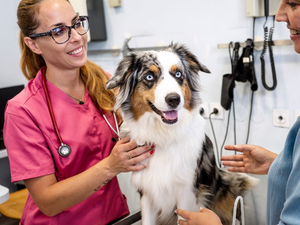 Vet Staff working with a dog