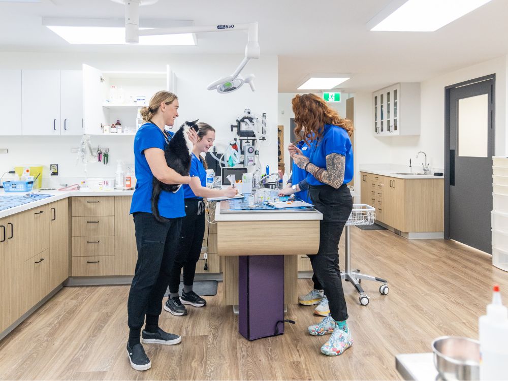 Veterinarians in a clinic