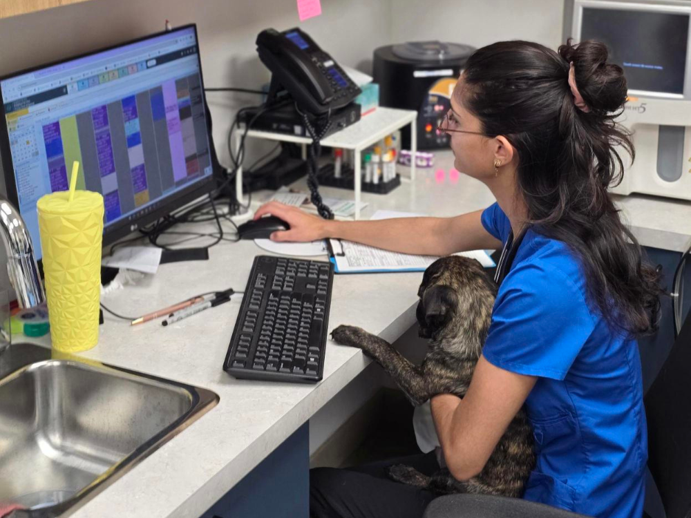 Vet Staff working with a dog